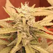 Sativa dominant autoflower