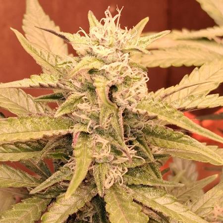 Sativa dominant autoflower