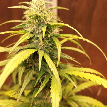 Top-dress-off Kaiju Nutrients