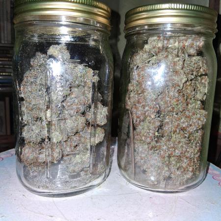 Sativa dominant autoflower