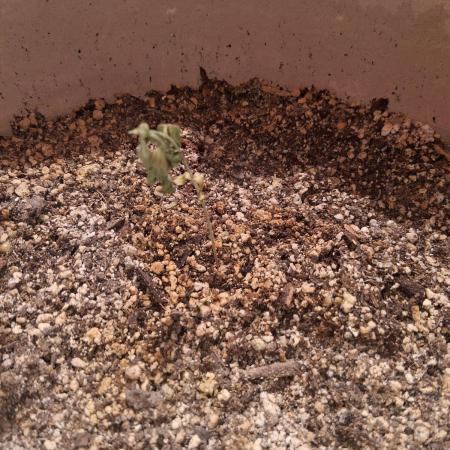 Outdoor late start grow