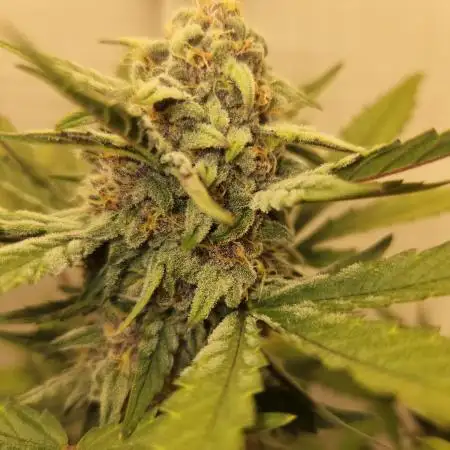 Top-dress-off Grean Bycicle's