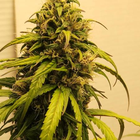 Top-dress-off Kaiju Nutrients