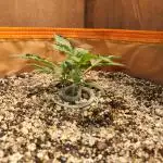 Sativa dominant autoflower