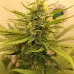 Top-dress-off One-Shot NFTG