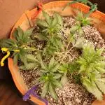 Sativa dominant autoflower