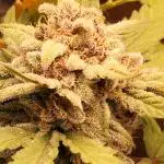 Top-dress-off Grean Bycicle's