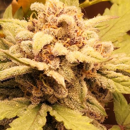 Top-dress-off Grean Bycicle's