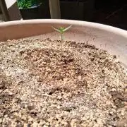 Outdoor late start grow