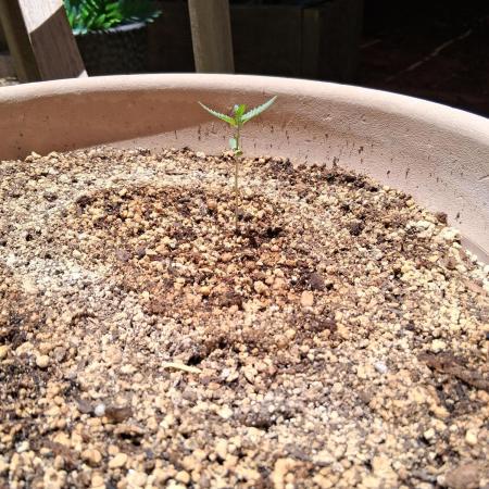 Outdoor late start grow