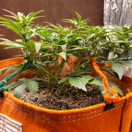 Sativa dominant autoflower