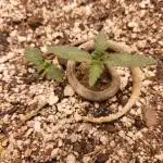 Sativa dominant autoflower