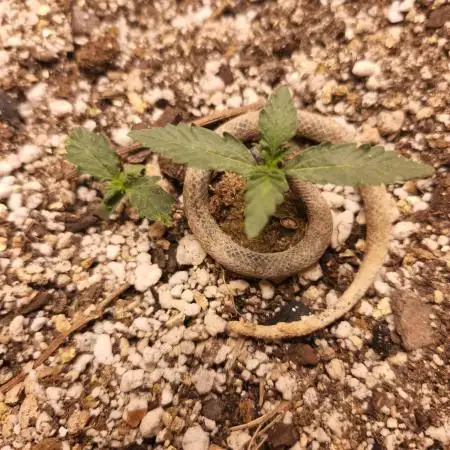 Sativa dominant autoflower
