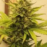 Top-dress-off One-Shot NFTG