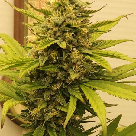 Top-dress-off One-Shot NFTG