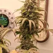 Top-dress-off One-Shot NFTG