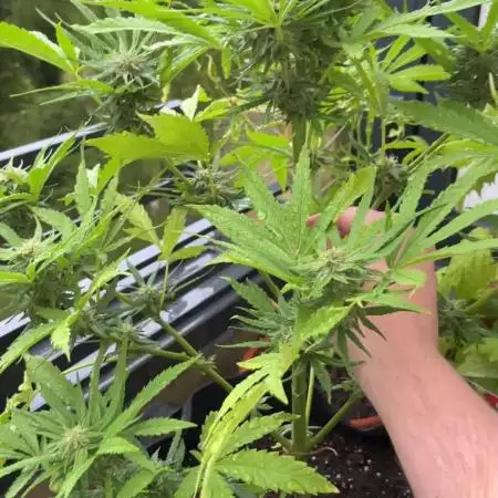 Durban poison Autoflower balcony