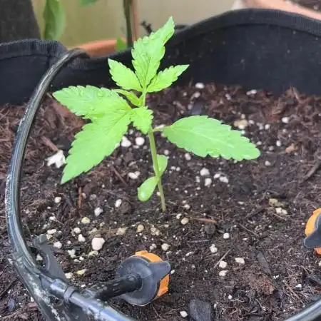 Gorilla Cookies Auto - Late but great?
