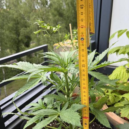 Durban poison Autoflower balcony