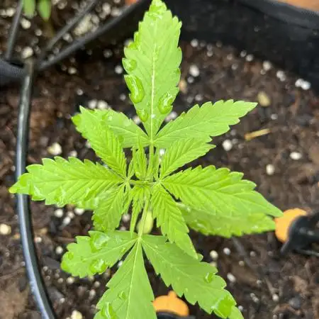 Gorilla Cookies Auto - Late but great?