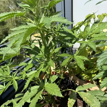 Durban poison Autoflower balcony