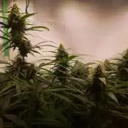 Super³Sativas