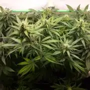 Super³Sativas