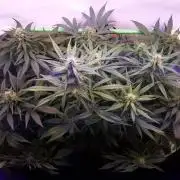 Super³Sativas