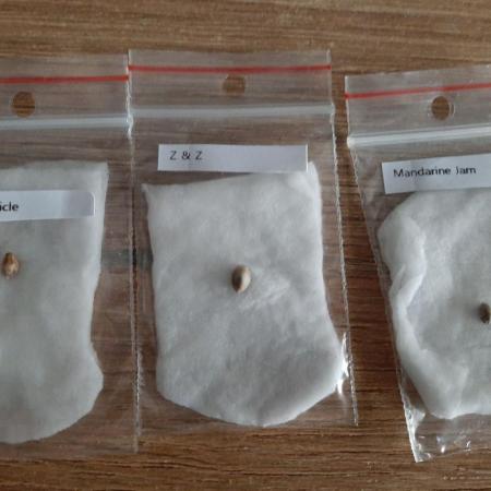 Taste the Terps 🍊