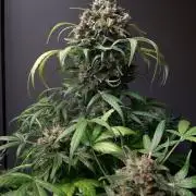 Super³Sativas