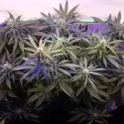 Super³Sativas