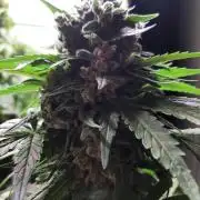 Super³Sativas