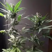 Super³Sativas