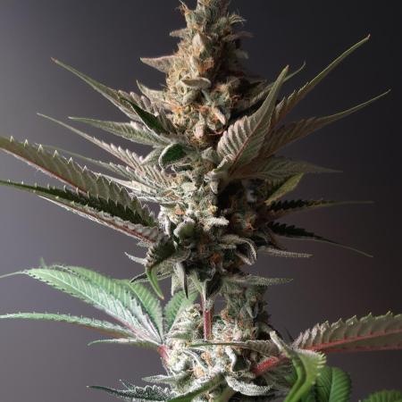 Taste the Terps 🍊