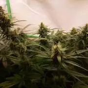 Super³Sativas