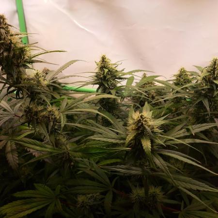 Super³Sativas
