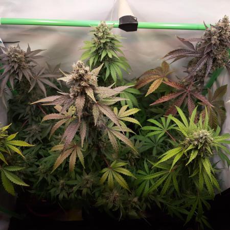 Sprout of Control