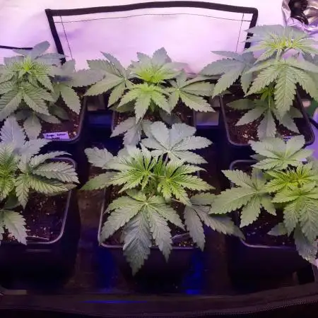 Super³Sativas
