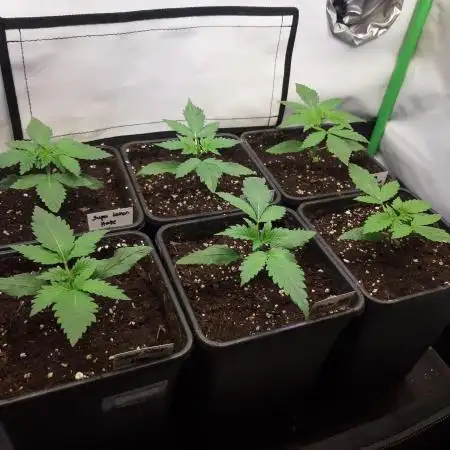 Super³Sativas