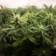 Super³Sativas