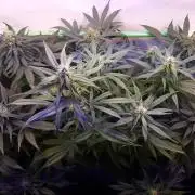 Super³Sativas
