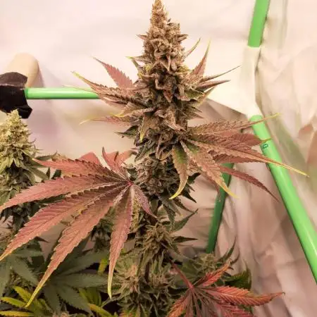 Taste the Terps 🍊