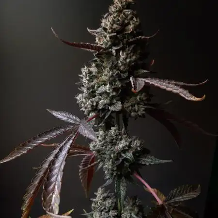 Sprout of Control