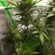 Super³Sativas