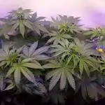 Super³Sativas