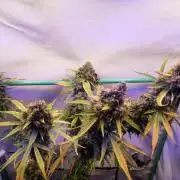 Super³Sativas