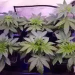 Super³Sativas
