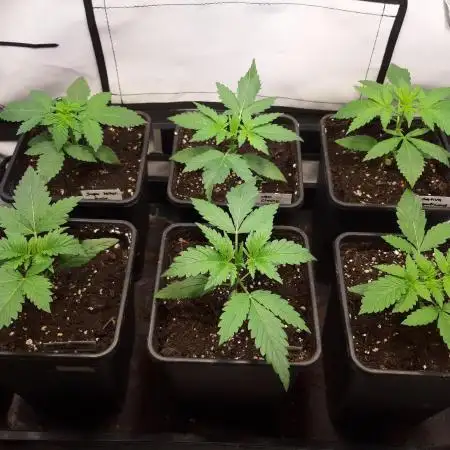 Super³Sativas