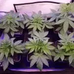 Super³Sativas