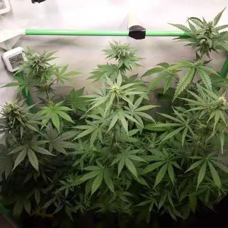 Sprout of Control